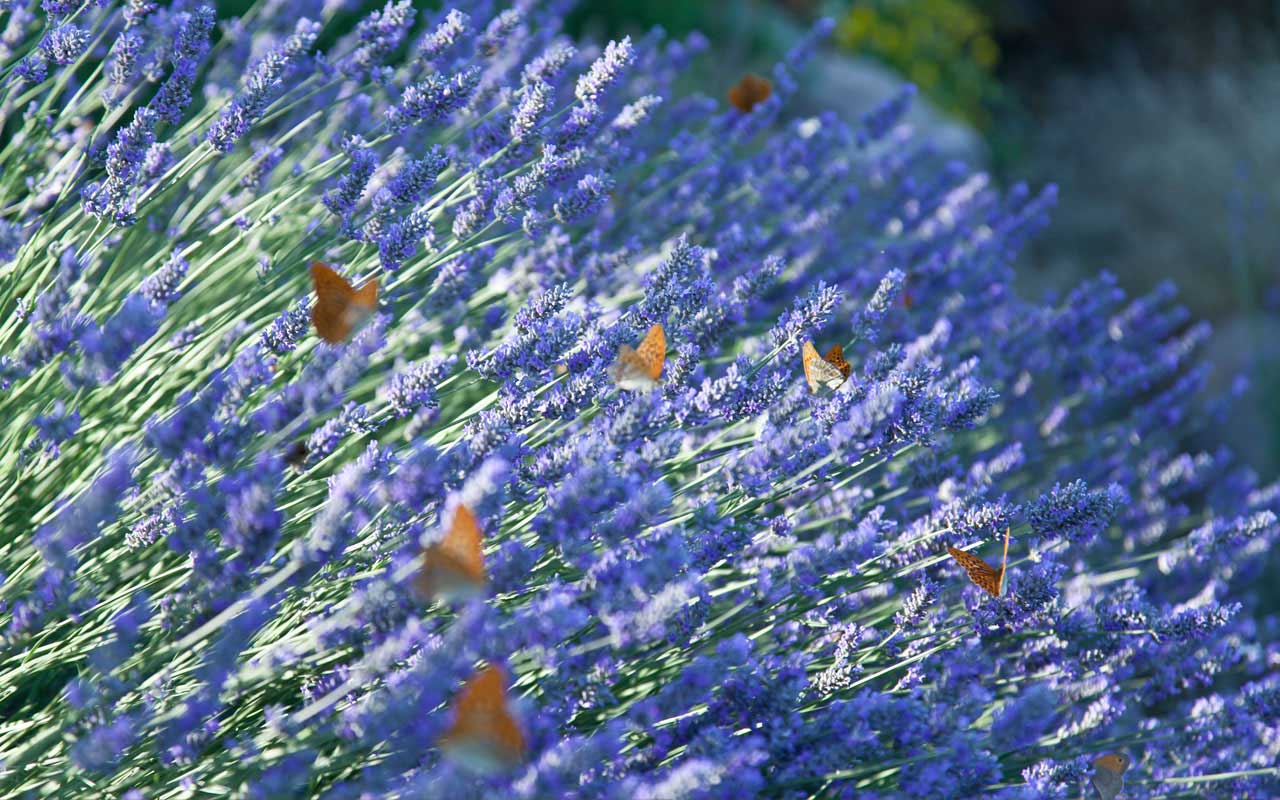 Gardens of Torre di Moravola